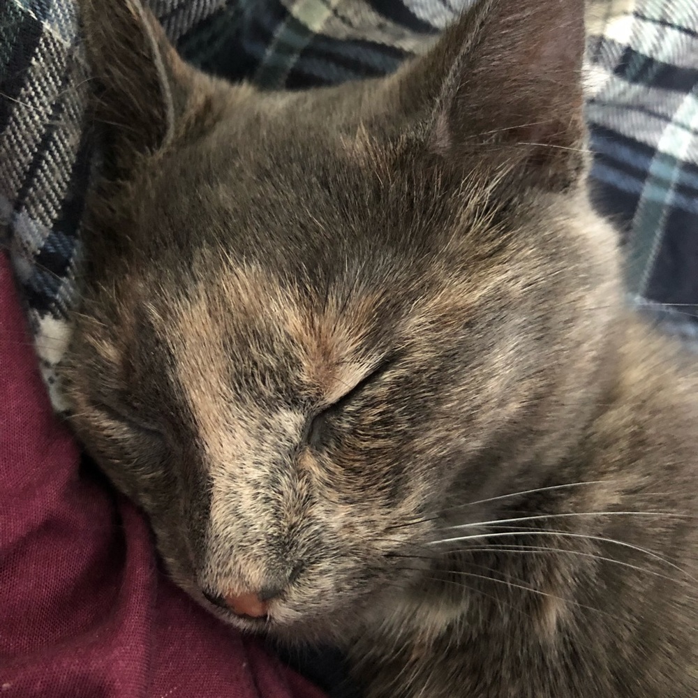 Meet your Posher, Sadra